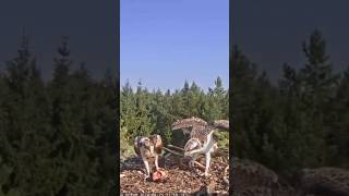 Osprey mom brings fish for chick ospreynest osprey birds fish wildlife shorts birdnest [upl. by Harlan994]