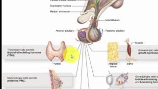 BIO  Videoles 1  Hormonen en hormonale regulatie  ABA [upl. by Lurline141]