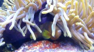 Clownfish Laying Eggs at Long Island Aquarium [upl. by Balac]