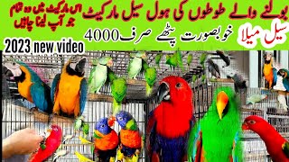 talking parrot Market Ringneck Parrot rate Pakistan 2023Yellow Maccaw exoticRozelaKackatocaRate [upl. by Atinob327]