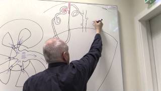 Renal System 5 Positions of the nephrons [upl. by Bonar]