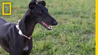 Spanish Greyhounds Finding Loving Homes for Mistreated Dogs  National Geographic [upl. by Eserahs]