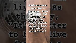 Ecclesiastes 94 NLT — bible bibleverse oldtestament dog [upl. by Lasyrc]