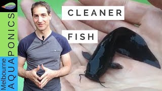 AQUAPONICS CLEANER FISH Catfish [upl. by Ennaeed731]