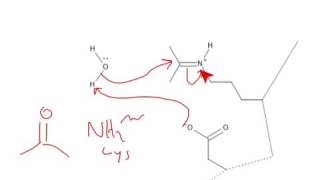 CHEM 407  Carbohydrate Chemistry  Hydrolysis of a Schiff Base [upl. by Ravel25]