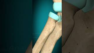 Elbow joint pronation supination Elbow [upl. by Brew]