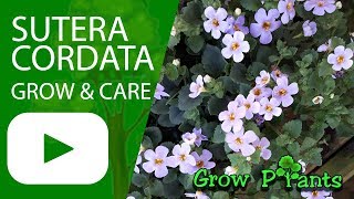 Sutera cordata  grow and care Ornamental bacopa [upl. by Iover]