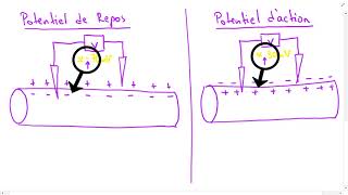 Le potentiel de membrane dun neurone [upl. by Riatsala909]