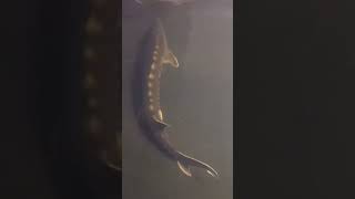 Keeping Sturgeon in an indoor pond [upl. by Dorraj]