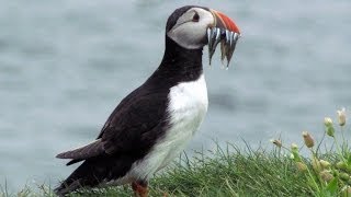 Papagaiosdomar  Puffins in Farne Islands 🐧🎥 [upl. by Segal]