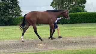 2024 Magic Millions March Yearling Sale  Lot 109  North Pacific x Sheza Shamardal  Filly [upl. by Eixel188]