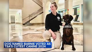 Dog named Barnie voted as TSAs Cutest Canine for 2024 [upl. by Katzen]