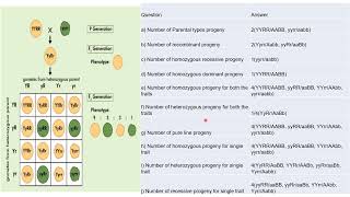 Genetics  Principles of Inheritance [upl. by Lebatsirc420]