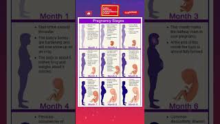 Pregnancy Stages pregnancy pregnancycare pregnancytips pregnancybelly [upl. by Roselani]