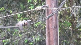 pair of doves in high  wire act [upl. by Bouchard684]