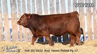 Davidson Gelbvieh Bull Lot DVE 121L sells Friday March 1 2024 [upl. by Bicknell718]