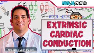 Cardiovascular  Electrophysiology  Extrinsic Cardiac Conduction System [upl. by Toft]