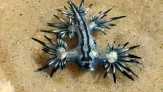 Glaucus atlanticus [upl. by Nev]