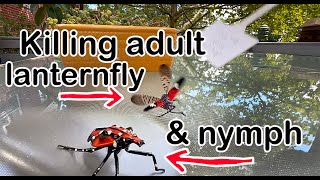 How To Kill Spotted Lanterfly Adult and Nymph [upl. by Josselyn661]