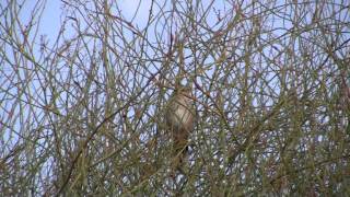 Chirruping Wedgebill  Bird watching in Australia with EjBirdwatching [upl. by Okajima]