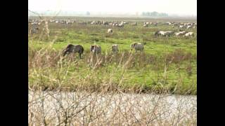 Oostvaardersplassen Nature Reserve in the Netherlands [upl. by Drahser]