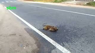 Monkey Accident Died on The Road [upl. by Ozne743]