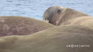 Arctic Adventures  Svalbard [upl. by Hussein]