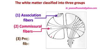 13 Commissural fibers  Corpus callosum [upl. by Johnathon]