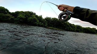 Fly Fishing For Wild River Brown Trout  Scotland [upl. by Ut]