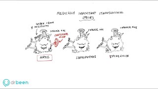 Staphylococci properties diseases diagnosis and management approach [upl. by Solim915]