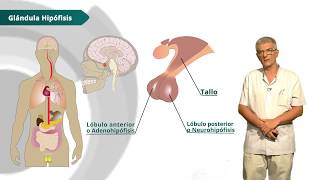 Anatomía SISTEMA ENDOCRINO [upl. by Lipman]