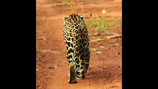 leopard sighting aur hamari Single Gypsy  Navegao Buffer Gate  tadobanationalpark junglesafari [upl. by Rodgers86]