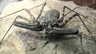 Dancing Tanzanian Tailless Whipscorpion [upl. by Dnomse]