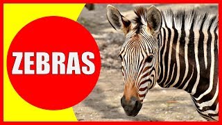 ZEBRA VIDEOS FOR KIDS  Facts about Zebras for Children Preschoolers and Kindergarten [upl. by Utham651]