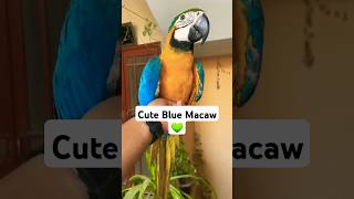 Macaw Parrot shorts youtubeshorts [upl. by Eylatan]