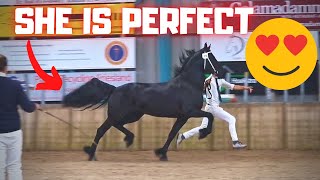 The inspection of Geertje and Gea the Friesian Horses [upl. by Jedd]