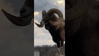 Monster Uriel ram sheep ram farming wildanimals animals maga america hunting [upl. by Yentruok]