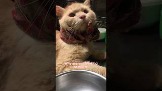 I tried to get the waiter’s attention by blinking in morse code  cat acting persiancat [upl. by Aisad306]