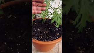 How to grow Citronella Plants from cuttings 8162024 [upl. by Nereen]