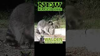 NEW RACCOONS Subscribe to waldenwildlifewatch ​⁠to watch our new trailcamera friends grow 🦝 [upl. by Einegue]