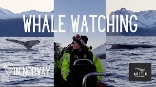 ARCTIC EXPLORERS  Whale watching in Skjervøy 🐋  VLOG [upl. by Victory]