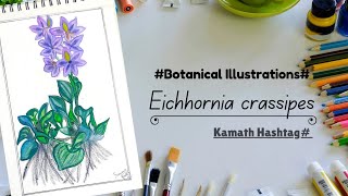 Botanical IllustrationsEichhornia crassipesKamath Hashtag [upl. by Branca]