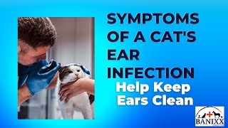 Symptoms of Feline Ear Infections [upl. by Snahc410]