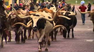 Fort Worth Cattle Drive [upl. by Murphy]