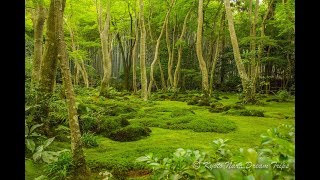 The Magical Moss Garden of the Gioji Temple in Sagano Kyoto [upl. by Anurb320]