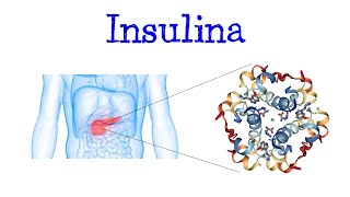 💥 ¿Qués es la Insulina 💥 Funciones Fácil y Rápido  BIOLOGÍA [upl. by Irab347]