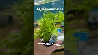 Ceratopteris Cornuta aquarium plants [upl. by Ikik]