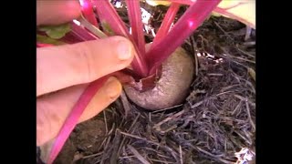 COMPOST and SOIL CONDITIONERS information All you need to know [upl. by Osanna]