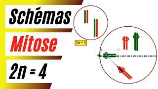 Comment schématiser les phases de la mitose dune cellule à 2n  4 chromosomes [upl. by Yeliw772]