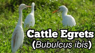 Cattle egrets [upl. by Rosetta304]